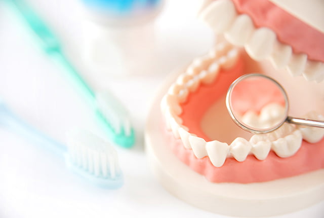 歯の模型と歯ブラシ